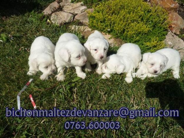 De vanzare Bichon Maltez - Pret | Preturi De vanzare Bichon Maltez