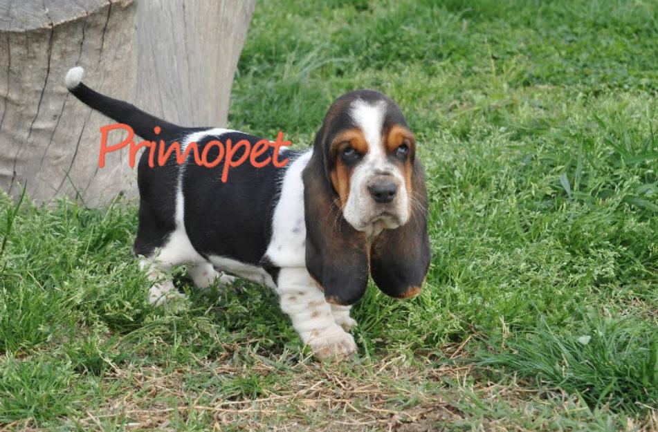 Basset Hound de Vanzare - Pret | Preturi Basset Hound de Vanzare
