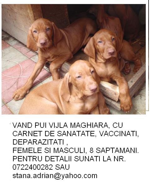Pui viszla maghiara-prieten devotat - Pret | Preturi Pui viszla maghiara-prieten devotat