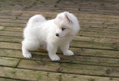 Vand catei Samoyed - Pret | Preturi Vand catei Samoyed