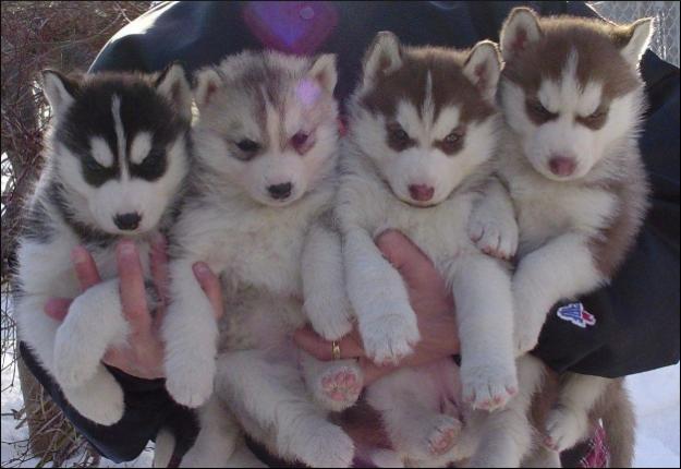 prenotarii pui husky - Pret | Preturi prenotarii pui husky