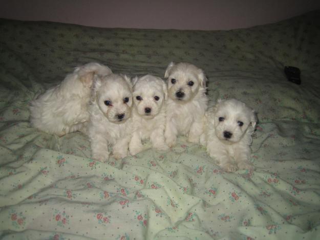 BICHON MALTESE 700 RON - Pret | Preturi BICHON MALTESE 700 RON