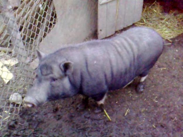 Vand porci vietnamezi rasa pura - Pret | Preturi Vand porci vietnamezi rasa pura