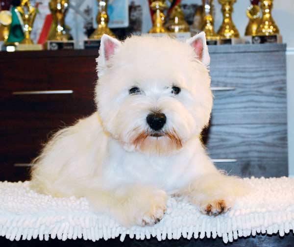 Canisa, facem prenotari pentru catei Westie cu pedigree de exceptie! - Pret | Preturi Canisa, facem prenotari pentru catei Westie cu pedigree de exceptie!