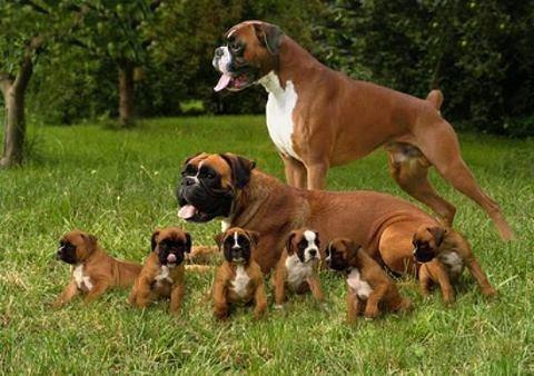 Vand catelusa Boxer. 7 saptamani. vaccinata si deparazitata.6000 ron - Pret | Preturi Vand catelusa Boxer. 7 saptamani. vaccinata si deparazitata.6000 ron