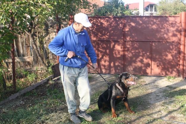 vand mascul rottweiler - Pret | Preturi vand mascul rottweiler