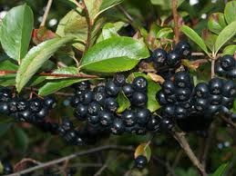 Aronia scorus puieti de arbusti fructiferi coacaze aluni catina agrise zmeur - Pret | Preturi Aronia scorus puieti de arbusti fructiferi coacaze aluni catina agrise zmeur