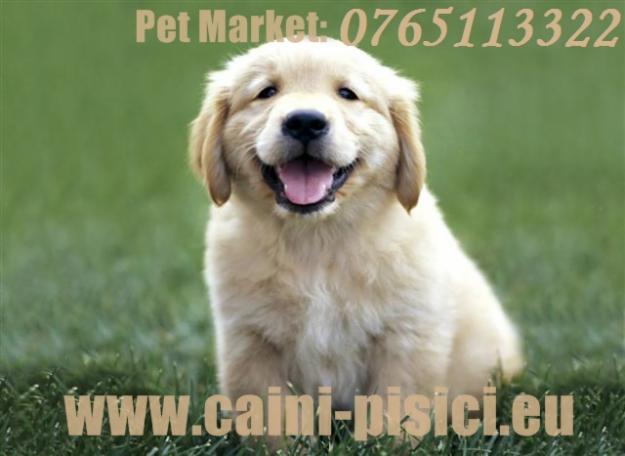 Golden Retriever de vanzare - Pret | Preturi Golden Retriever de vanzare
