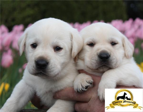 Puiuti Labrador de vanzare - Pret | Preturi Puiuti Labrador de vanzare