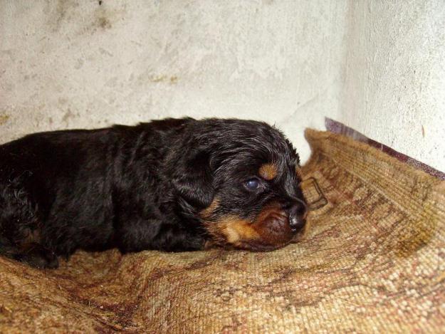 Vand pui Rottweiler Galati - Pret | Preturi Vand pui Rottweiler Galati