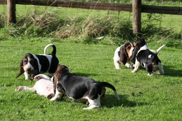 Basset Hound de vanzare - Pret | Preturi Basset Hound de vanzare