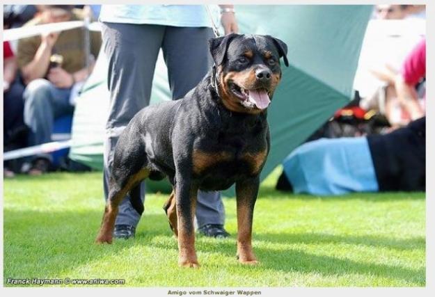 Pui rottweiler - Pret | Preturi Pui rottweiler