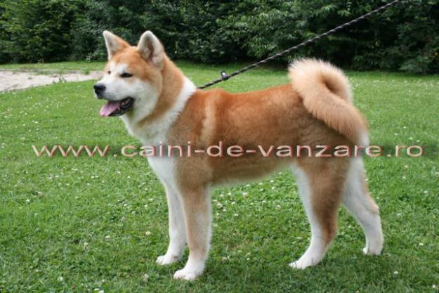 Bucuresti - Akita Inu si Akita American de vanzare - Pret | Preturi Bucuresti - Akita Inu si Akita American de vanzare