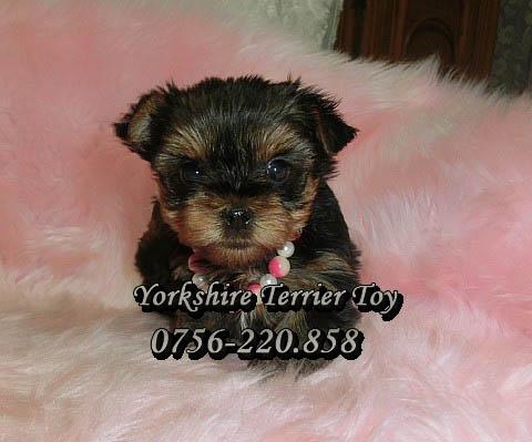Catei Yorkshire Terrier Toy de Vanzare in Bucuresti - Pret | Preturi Catei Yorkshire Terrier Toy de Vanzare in Bucuresti