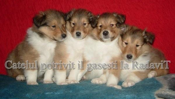 Collie de vanzare,pui de 8saptamani - Pret | Preturi Collie de vanzare,pui de 8saptamani