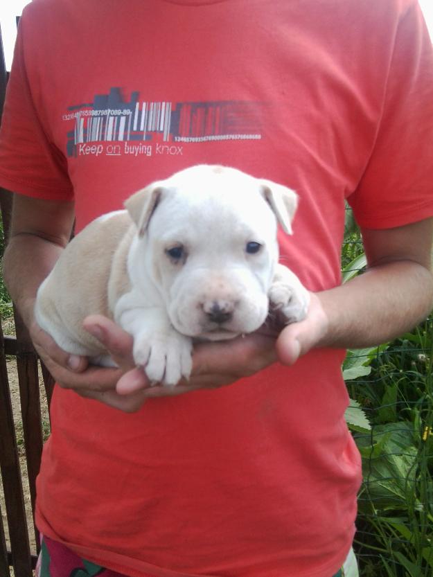 Pui Pitbull,femela,50 euro!!! - Pret | Preturi Pui Pitbull,femela,50 euro!!!