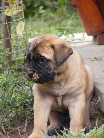 Vand Bullmastiff,gene excelente - Pret | Preturi Vand Bullmastiff,gene excelente