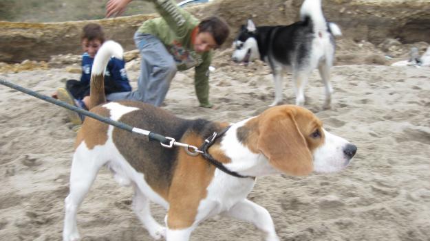 Mascul beagle caut femela pentru imperechere - Pret | Preturi Mascul beagle caut femela pentru imperechere